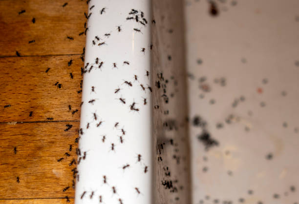 Best Spider Control Near Me  in Macom, IL